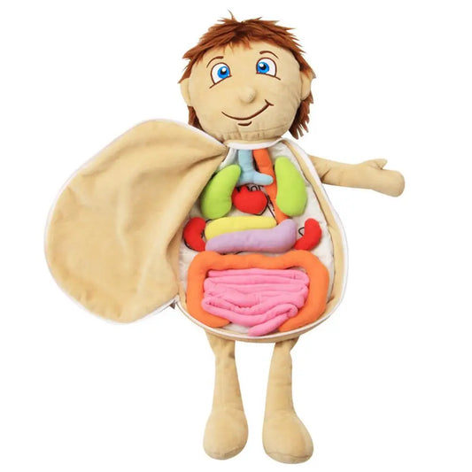 Human Body Model Anatomy Doll Soft Doll Toy