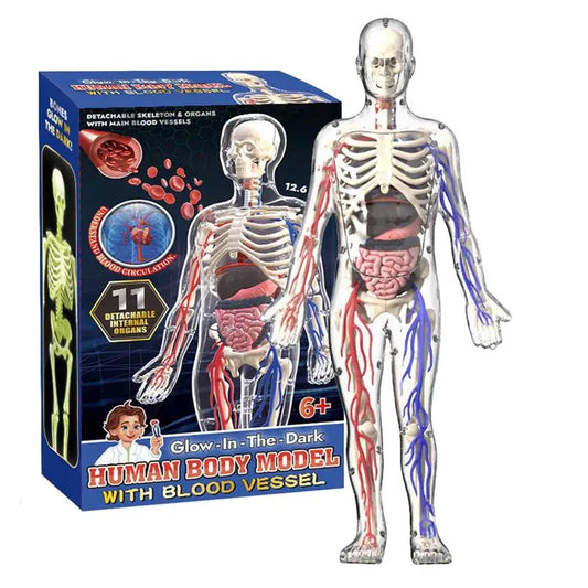 4D Human Body Model for Kids Anatomy Skeleton