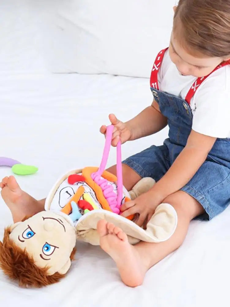Human Body Model Anatomy Doll Soft Doll Toy