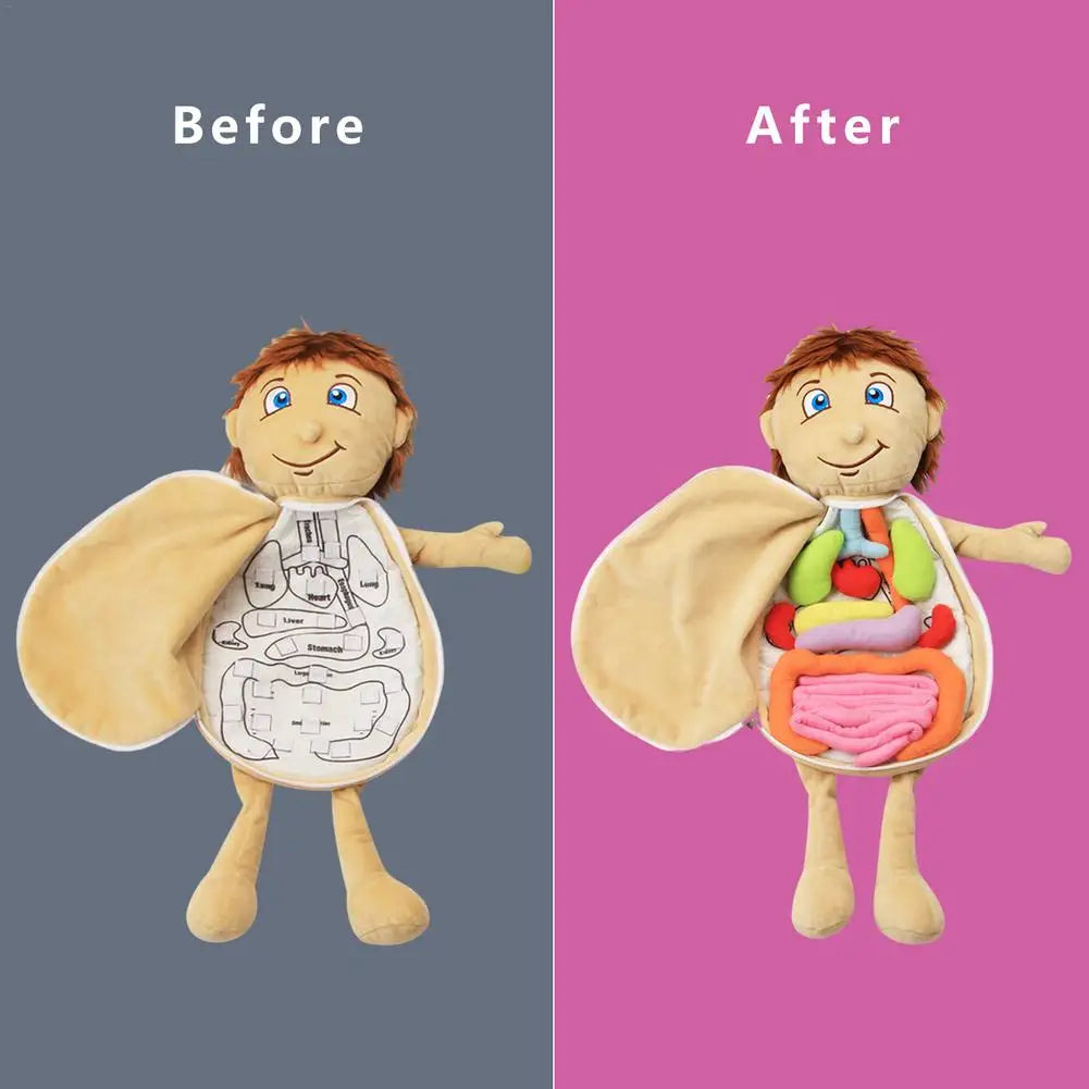 Human Body Model Anatomy Doll Soft Doll Toy