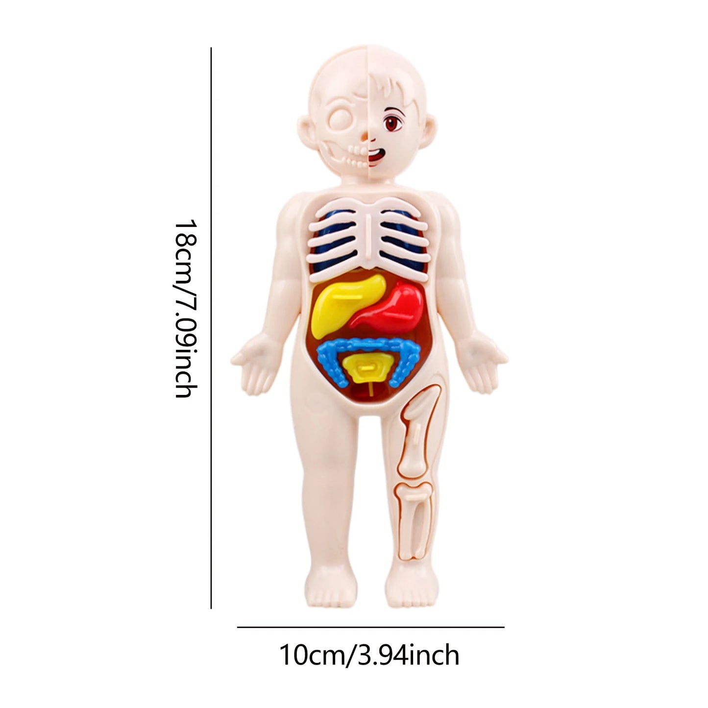 Human Body Model Anatomy Doll Soft Doll Toy