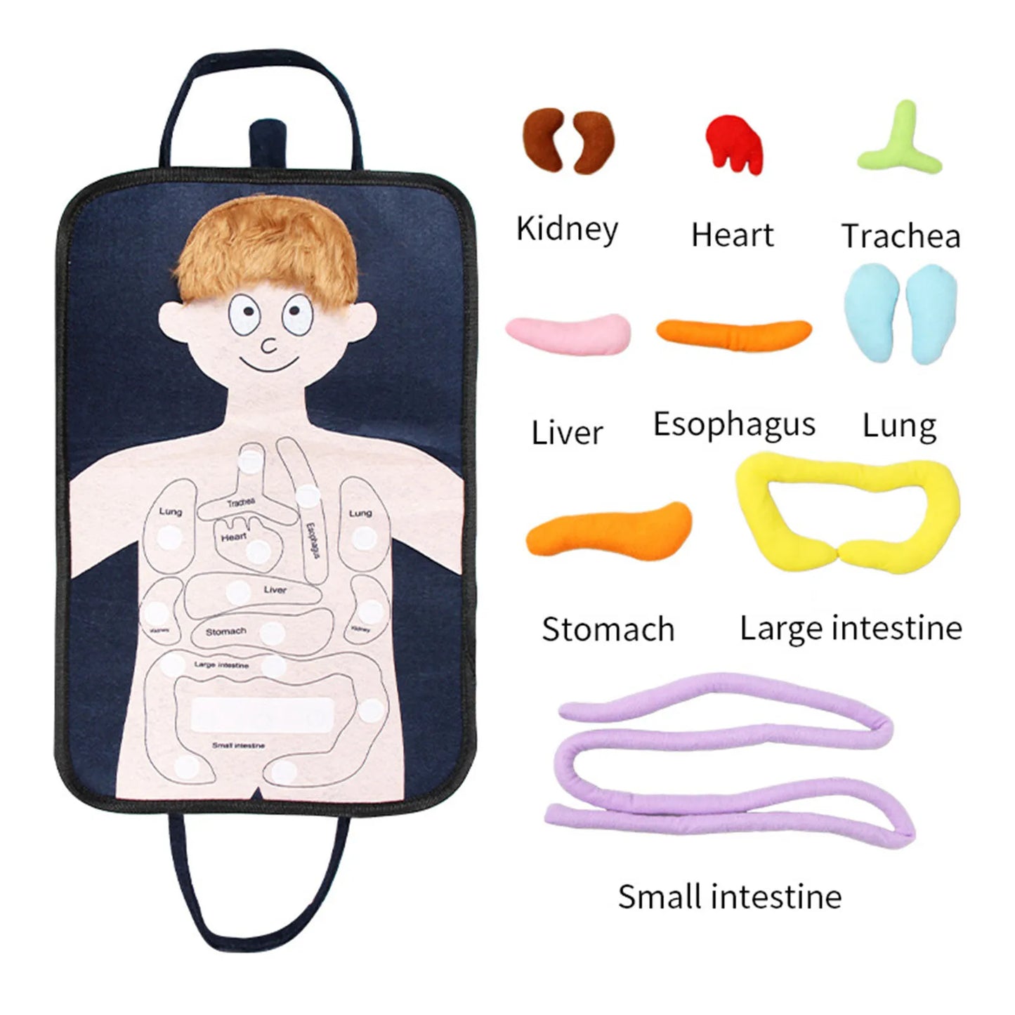Human Body Model Anatomy Doll Soft Doll Toy