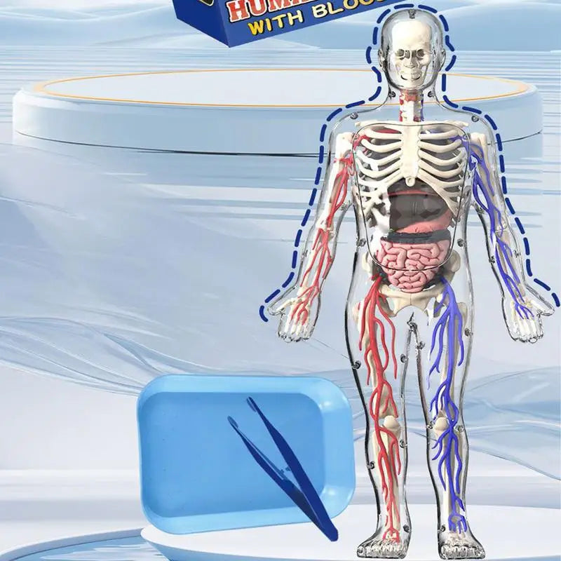 4D Human Body Model for Kids Anatomy Skeleton