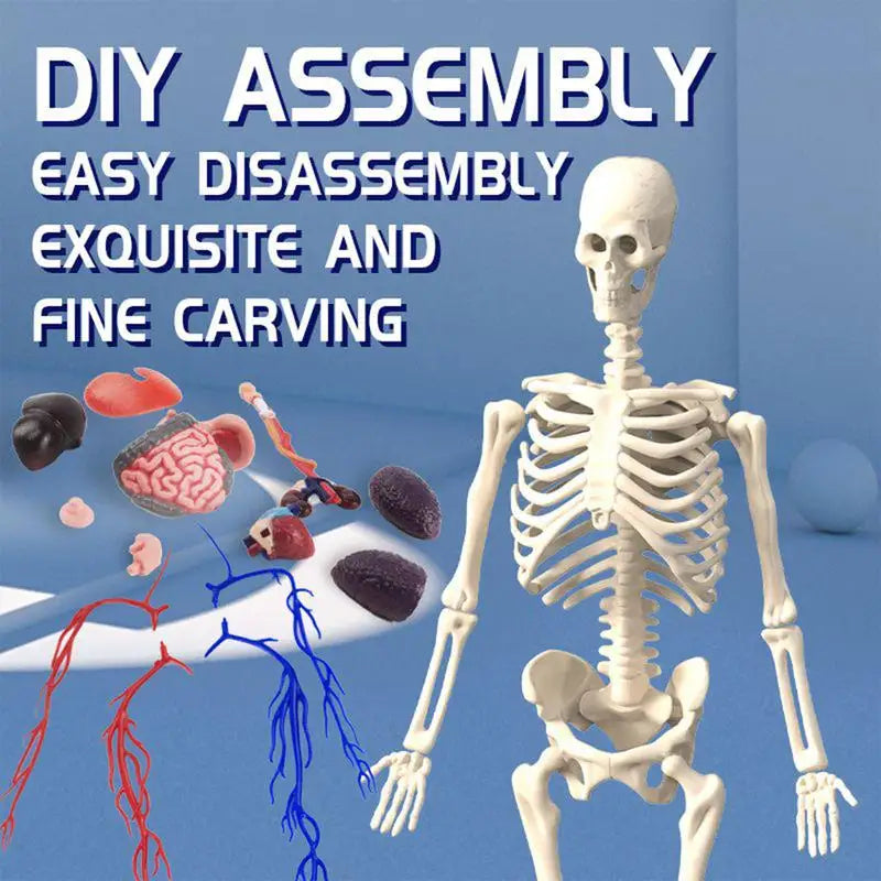 4D Human Body Model for Kids Anatomy Skeleton