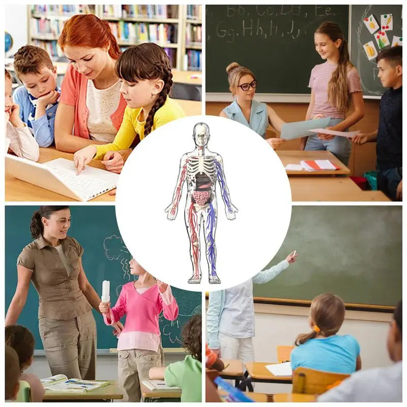 4D Human Body Model for Kids Anatomy Skeleton