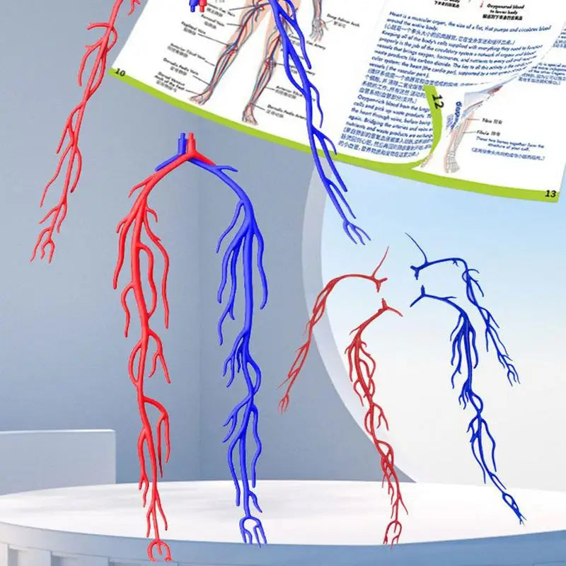 4D Human Body Model for Kids Anatomy Skeleton