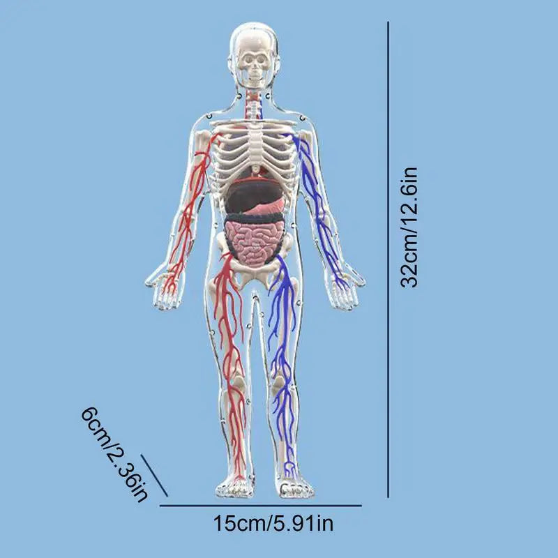 4D Human Body Model for Kids Anatomy Skeleton