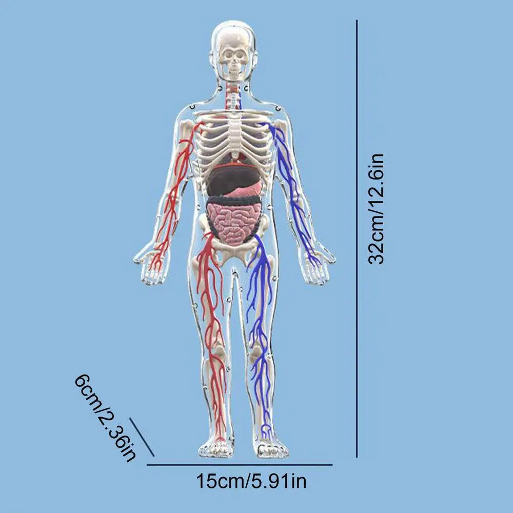 4D Human Body Model for Kids Anatomy Skeleton